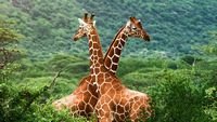pic for Giraffes 